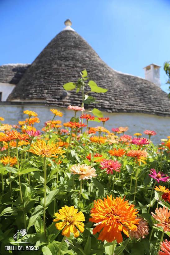 مبيت وإفطار ألبيروبيللو Trulli Del Bosco المظهر الخارجي الصورة
